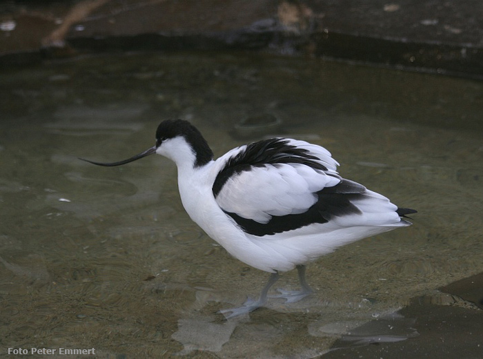 Säbelschnäbler im Wuppertaler Zoo im Dezember 2006 (Foto Peter Emmert)