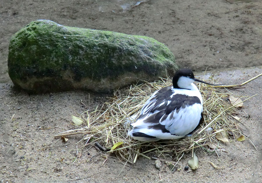 Säbelschnäbler im Zoo Wuppertal am 13. Mai 2011