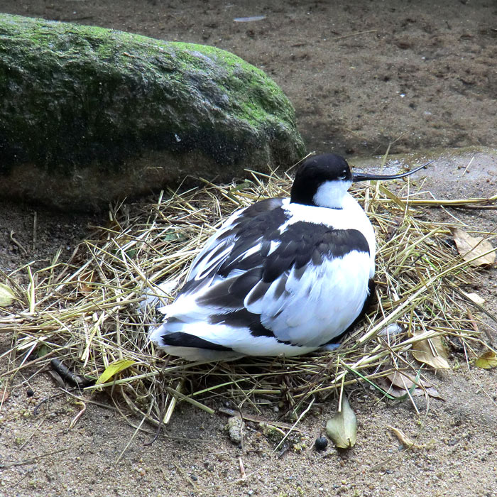 Säbelschnäbler im Wuppertaler Zoo am 13. Mai 2011