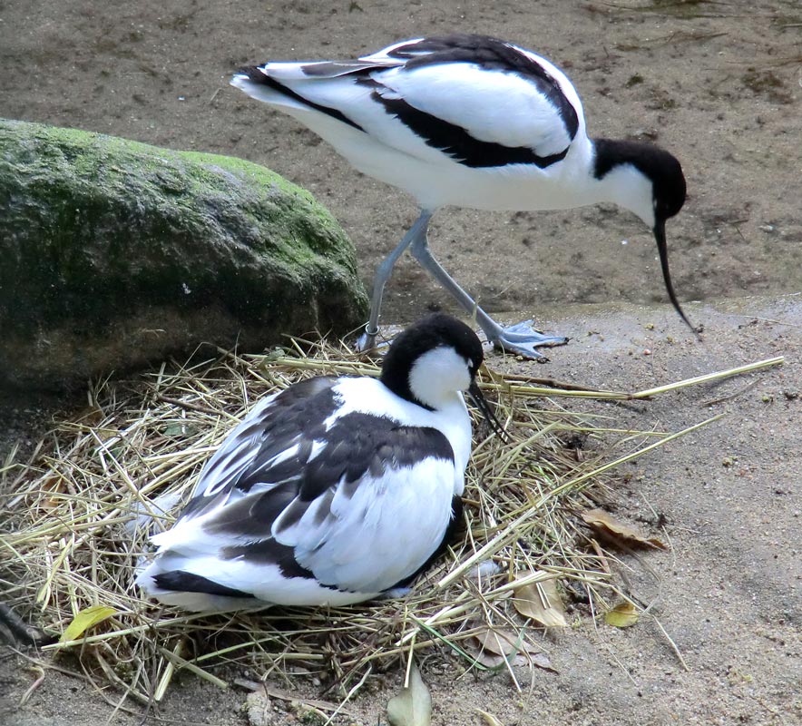 Säbelschnäbler im Zoologischen Garten Wuppertal am 13. Mai 2011