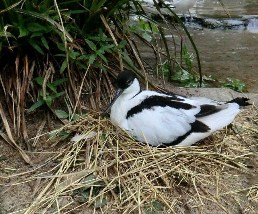 Säbelschnäbler im Zoo Wuppertal am 1. Mai 2012