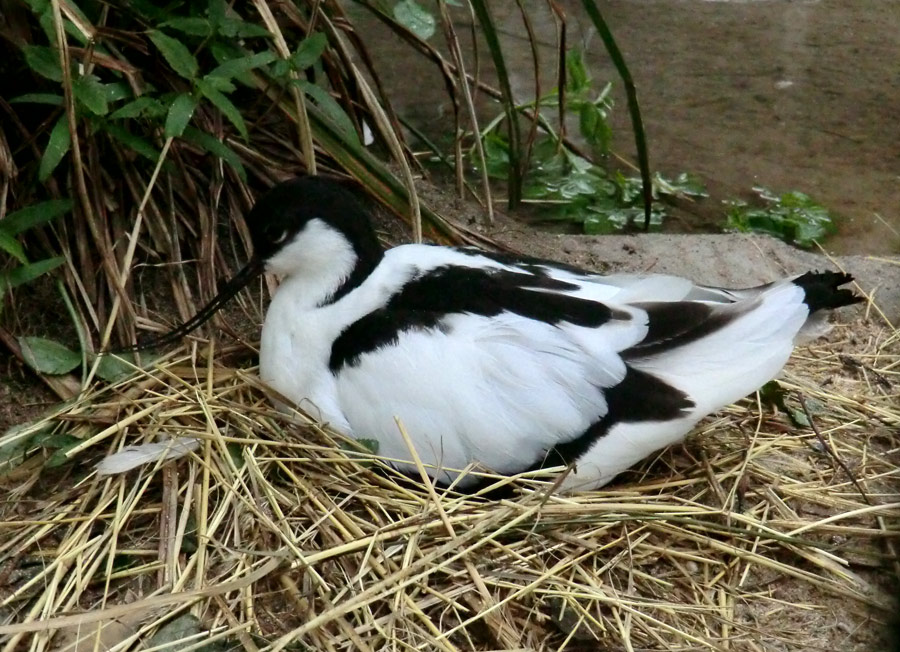 Säbelschnäbler im Zoologischen Garten Wuppertal am 1. Mai 2012