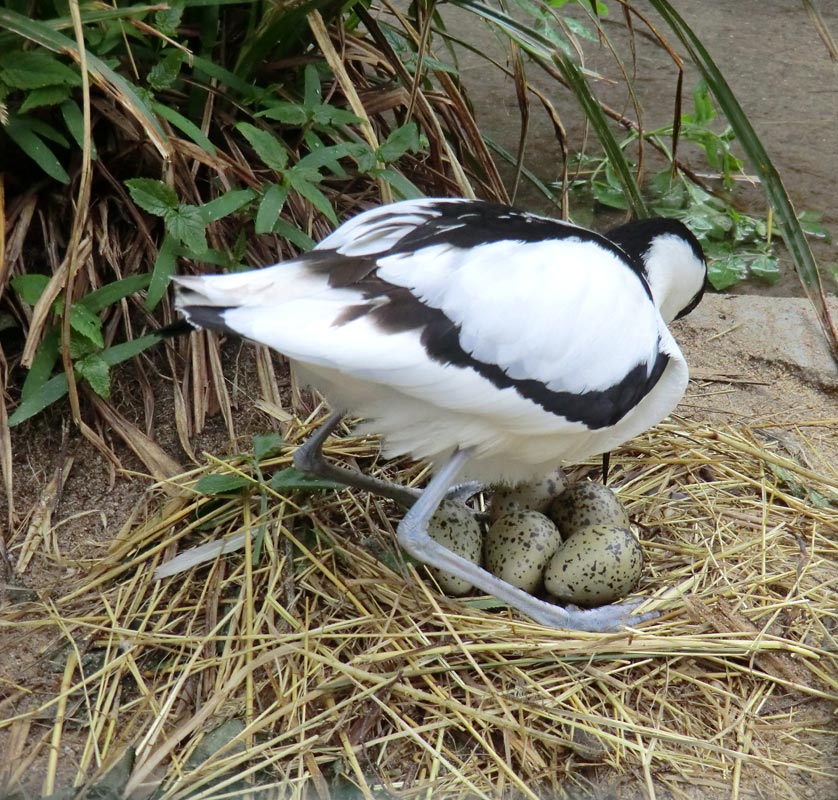 Säbelschnäbler im Zoo Wuppertal am 1. Mai 2012