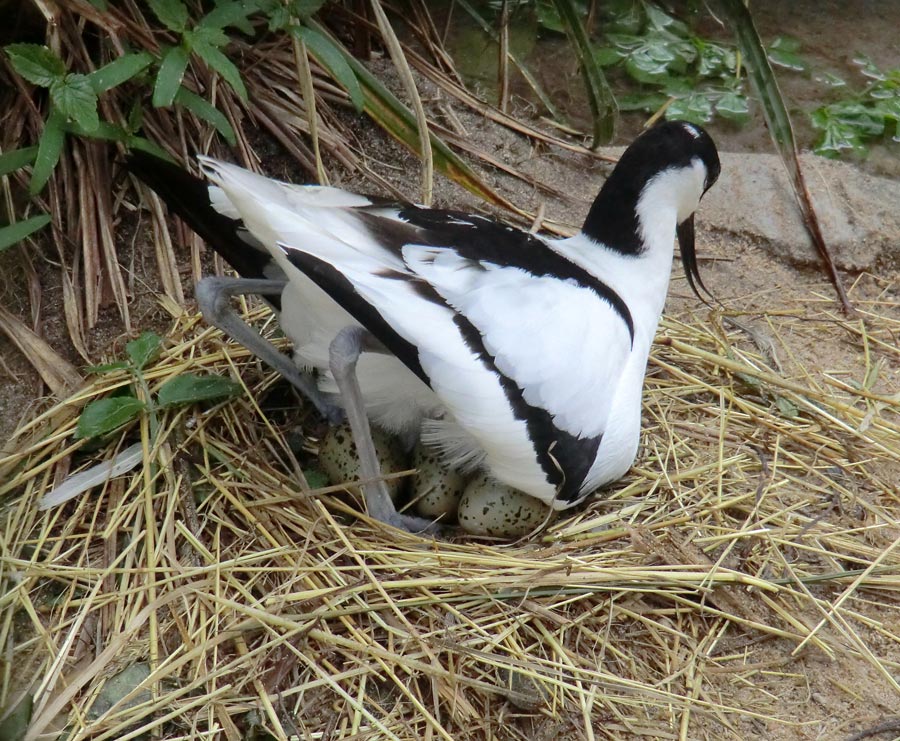 Säbelschnäbler im Zoologischen Garten Wuppertal am 1. Mai 2012