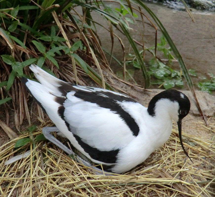 Säbelschnäbler im Wuppertaler Zoo am 1. Mai 2012