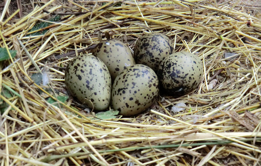 Säbelschnäbler im Zoologischen Garten Wuppertal am 1. Mai 2012