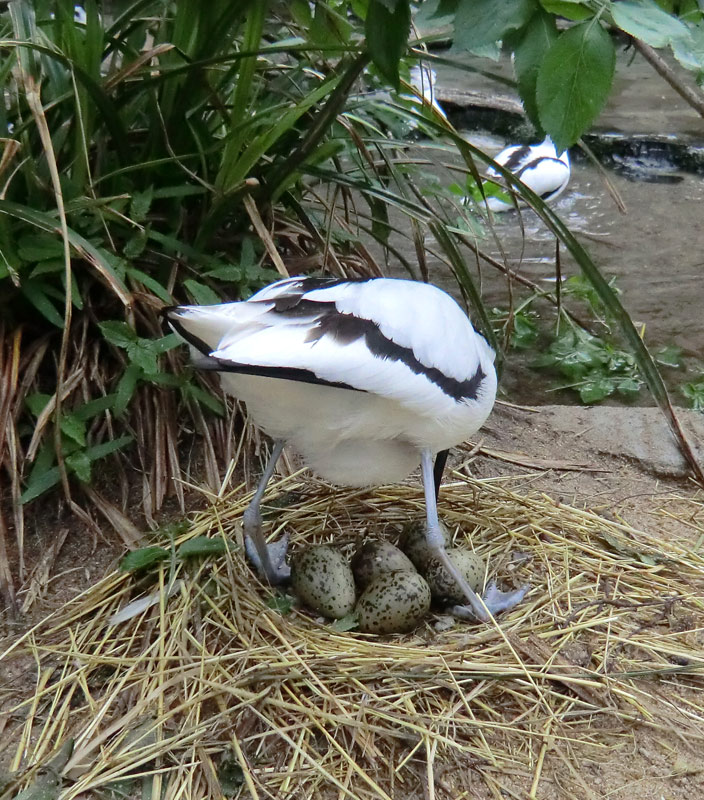 Säbelschnäbler im Zoo Wuppertal am 1. Mai 2012