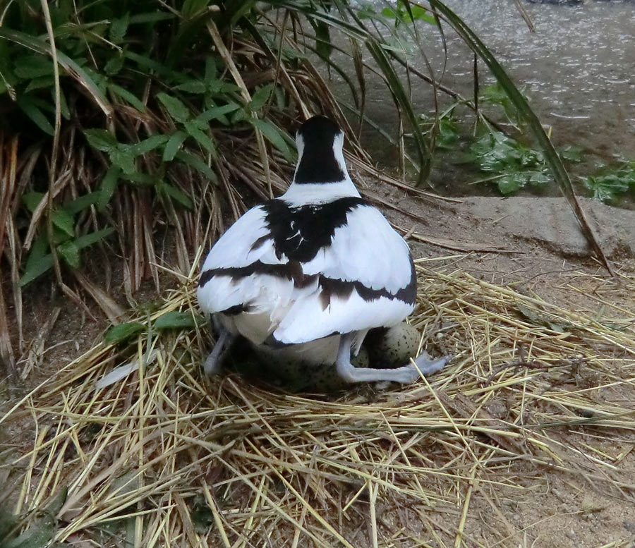 Säbelschnäbler im Zoologischen Garten Wuppertal am 1. Mai 2012