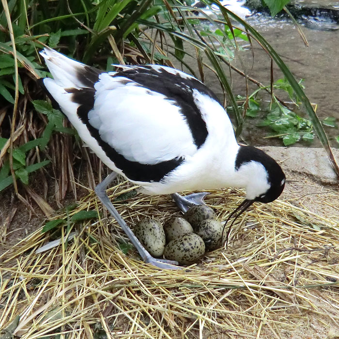 Säbelschnäbler im Wuppertaler Zoo am 1. Mai 2012