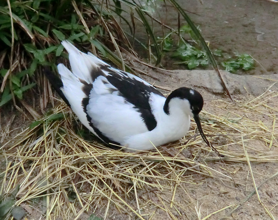 Säbelschnäbler im Wuppertaler Zoo am 1. Mai 2012