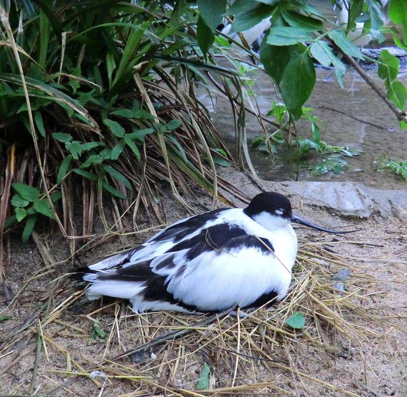 Säbelschnäbler im Wuppertaler Zoo am 3. Mai 2012