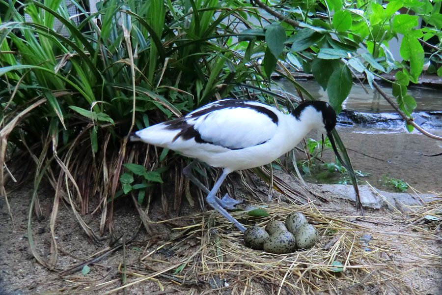 Säbelschnäbler-Nest mit fünf Eier im Zoologischen Garten Wuppertal am 3. Mai 2012