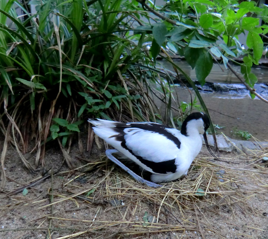 Säbelschnäbler im Wuppertaler Zoo am 3. Mai 2012