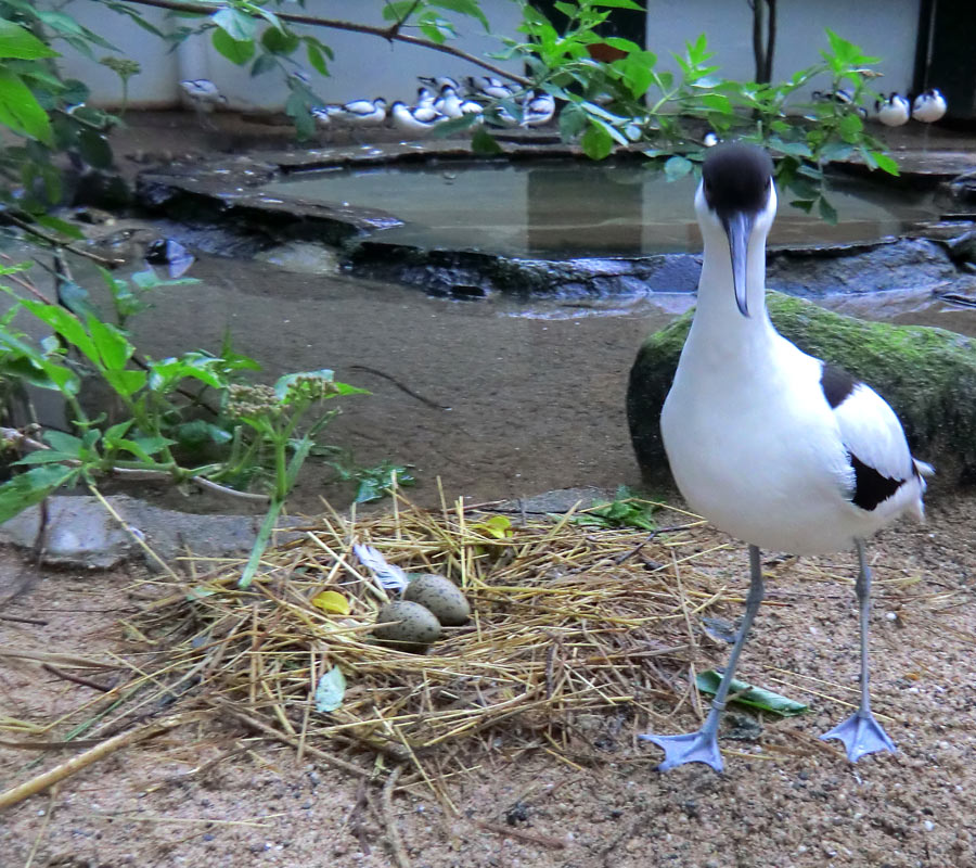 Säbelschnäbler-Nest mit zwei Eier im Zoologischen Garten Wuppertal am 3. Mai 2012