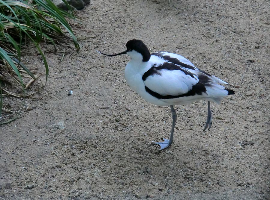 Säbelschnäbler im Wuppertaler Zoo am 19. Mai 2012