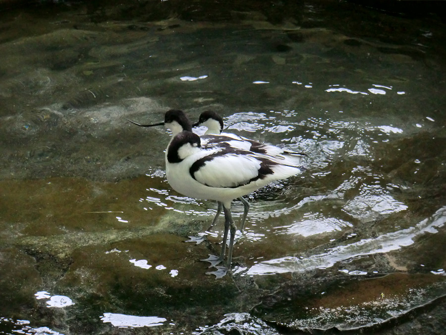 Säbelschnäbler im Zoo Wuppertal am 19. Mai 2012