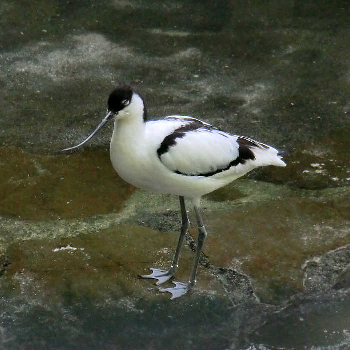 Säbelschnäbler im Wuppertaler Zoo im Mai 2012