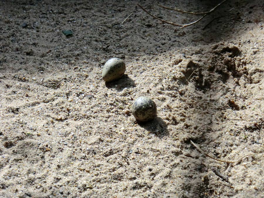 Säbelschnäbler-Eier im Zoo Wuppertal am 19. Mai 2012