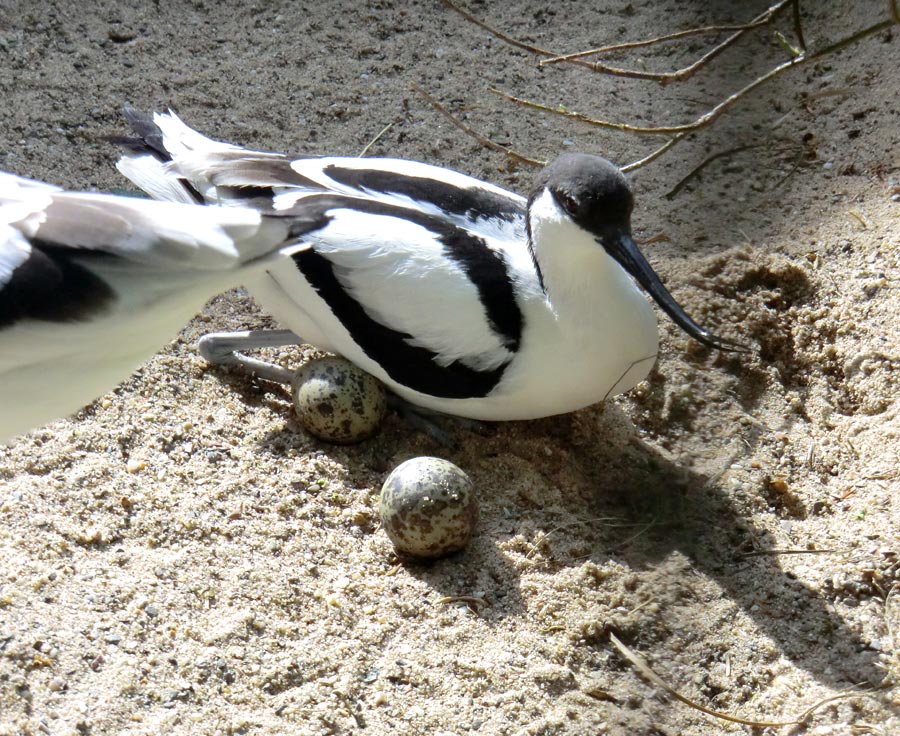 Säbelschnäbler mit Eier im Zoologischen Garten Wuppertal am 19. Mai 2012