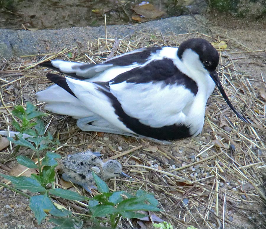 Säbelschnäbler mit Küken im Zoo Wuppertal am 28. Mai 2012