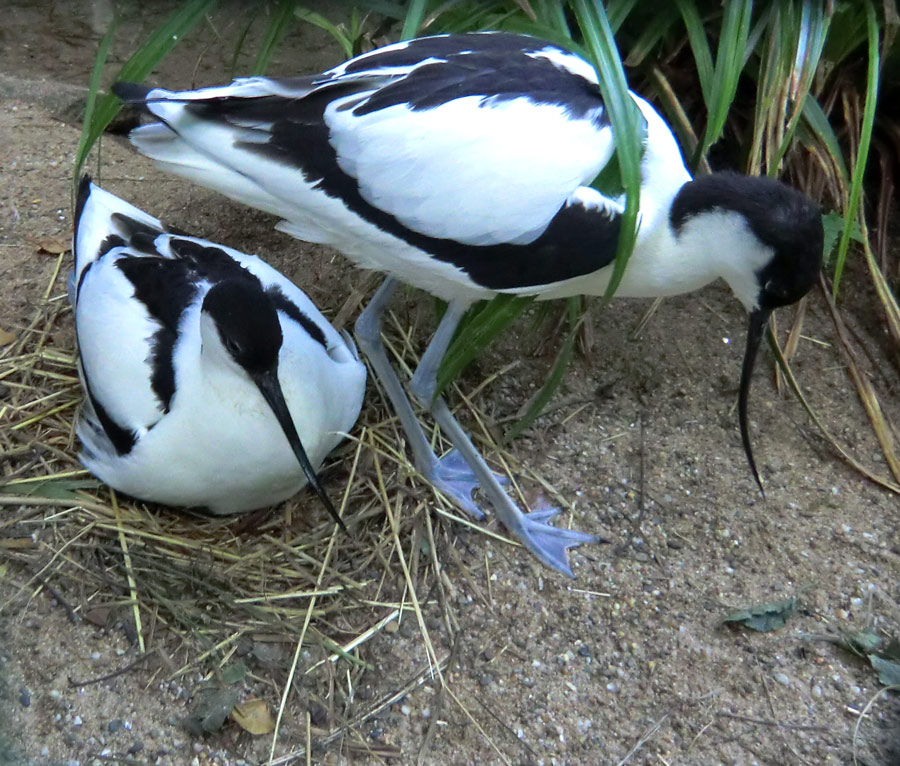 Säbelschnäbler am Nest im Zoologischen Garten Wuppertal am 28. Mai 2012