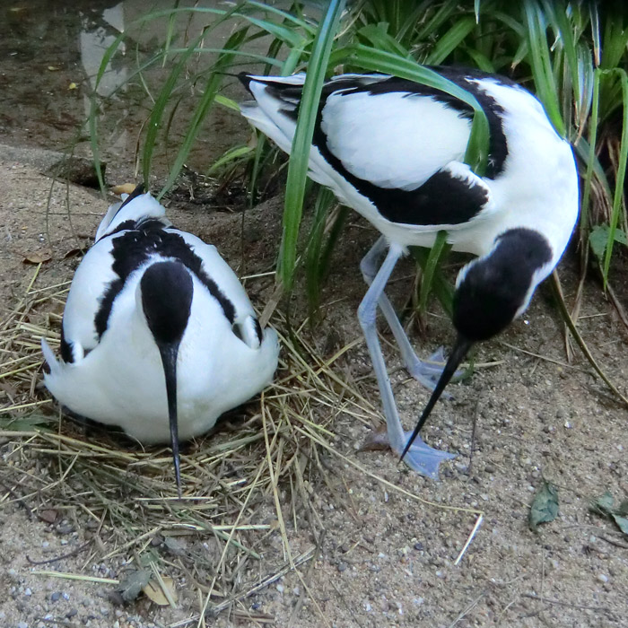 Säbelschnäbler im Wuppertaler Zoo im Mai 2012