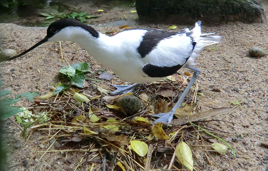 Säbelschnäbler mit Ei im Nest im Wuppertaler Zoo am 1. Juni 2012