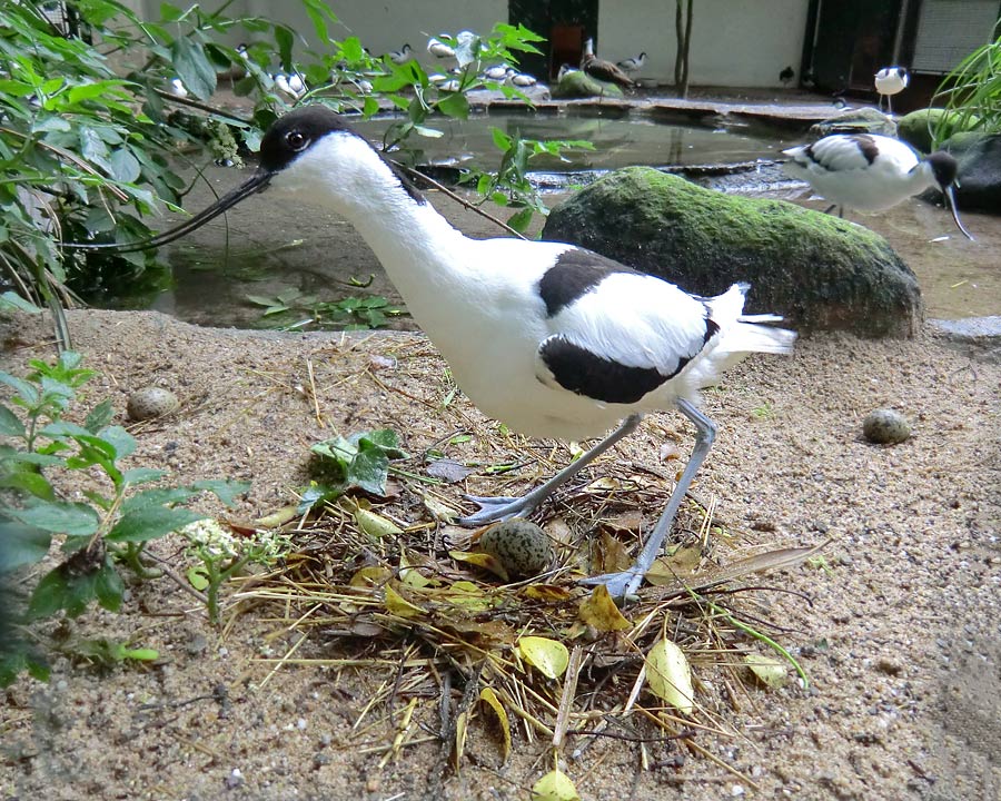 Säbelschnäbler mit Ei im Nest im Zoologischen Garten Wuppertal am 1. Juni 2012