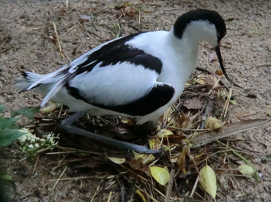 Säbelschnäbler auf dem Nest im Zoo Wuppertal am 1. Juni 2012