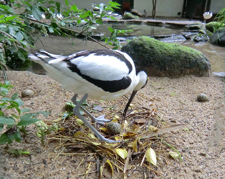 Säbelschnäbler mit Ei im Nest im Zoologischen Garten Wuppertal am 1. Juni 2012