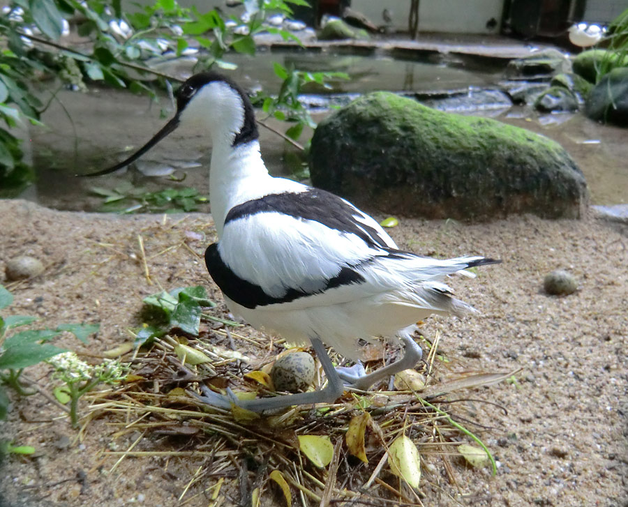 Säbelschnäbler mit Ei im Nest im Wuppertaler Zoo am 1. Juni 2012