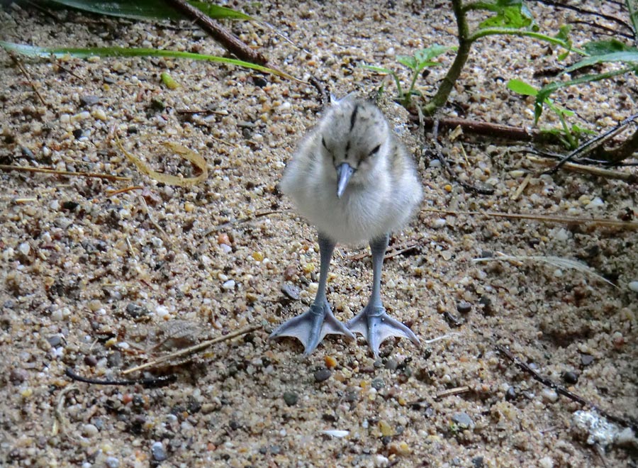 Säbelschnäbler Küken im Zoo Wuppertal am 15. Juli 2012