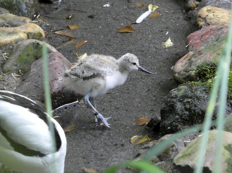 Säbelschnäbler-Jungvogel am 4. Juni 2017 in der Voliere am Vogelhaus im Zoo Wuppertal