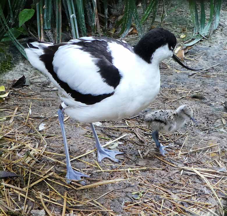 Säbelschnäbler mit Jungtier am 4. Juni 2017 in der Voliere am Vogelhaus im Zoologischen Garten der Stadt Wuppertal