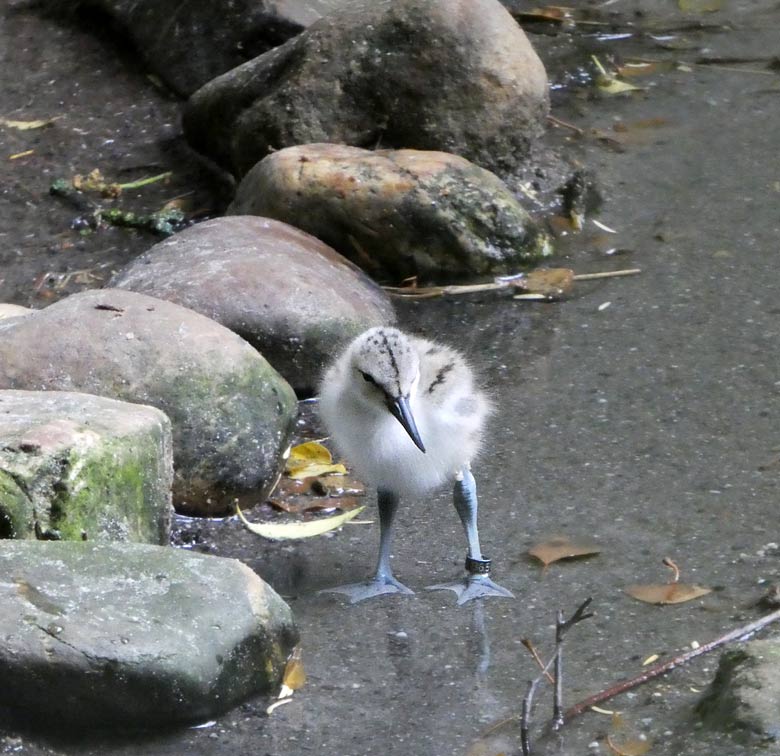 Säbelschnäbler-Jungtier am 4. Juni 2017 in der Voliere am Vogelhaus im Zoologischen Garten Wuppertal