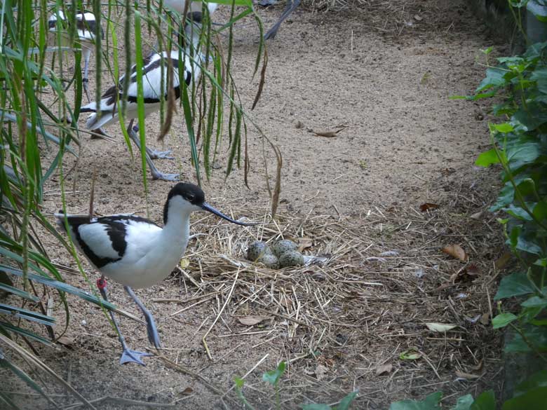 Säbelschnäbler mit Gelege am 31. Mai 2018 in der Außenvoliere am Vogelhaus im Grünen Zoo Wuppertal