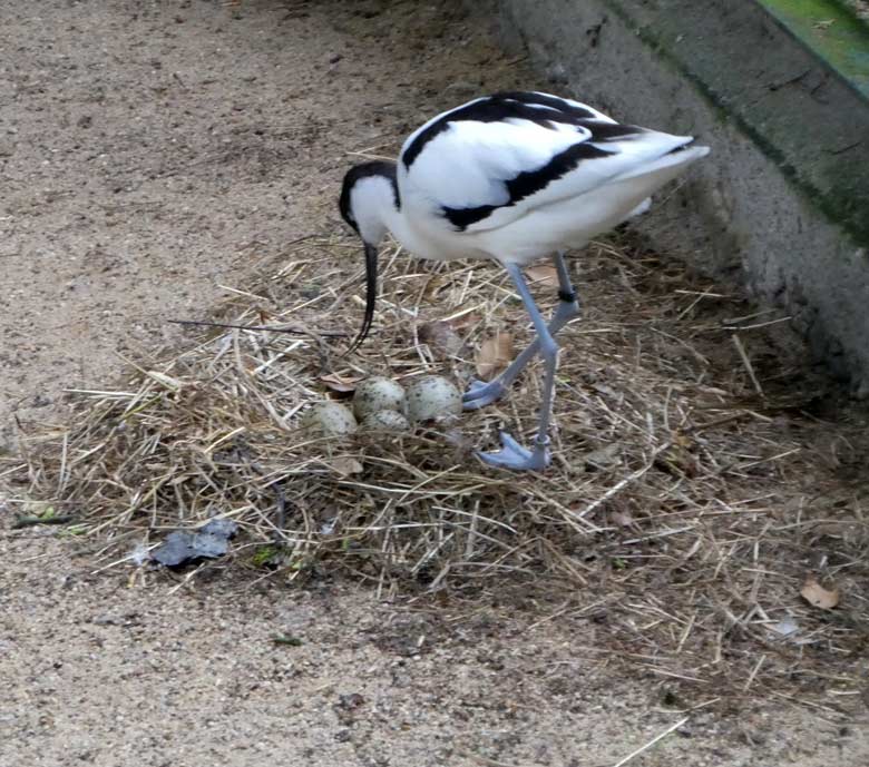 Säbelschnäbler auf einem Bodennest mit vier Eiern am 31. Mai 2018 in der Außenvoliere am Vogelhaus im Wuppertaler Zoo