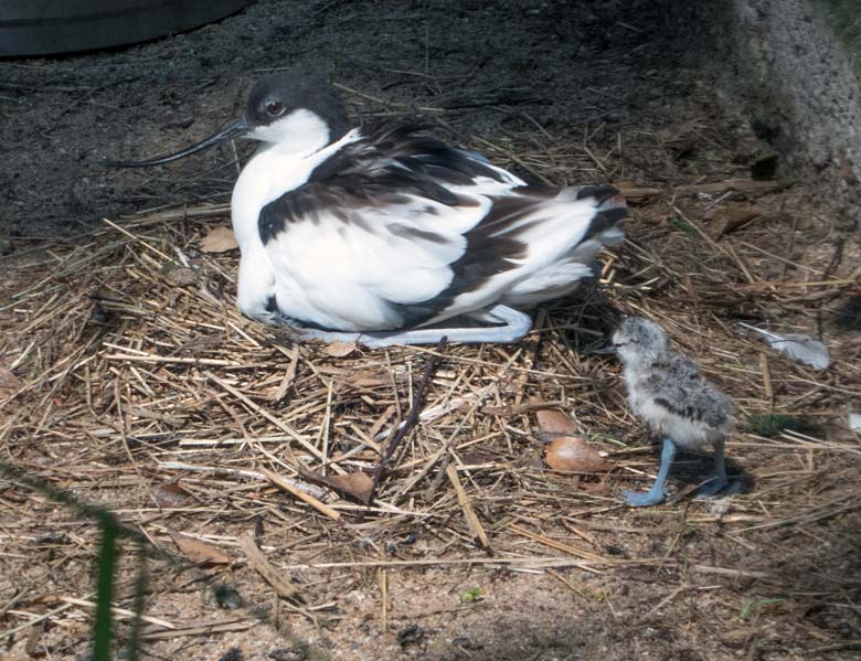 Säbelschnäbler mit frischem Küken am 9. Juni 2018 in der Außenvoliere am Vogelhaus im Zoologischen Garten der Stadt Wuppertal