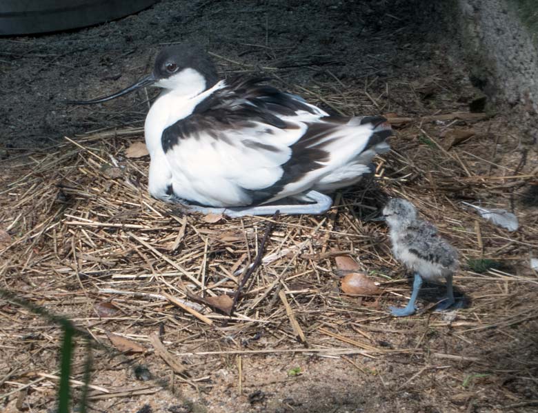 Säbelschnäbler mit frischem Küken am 9. Juni 2018 in der Außenvoliere am Vogelhaus im Zoologischen Garten der Stadt Wuppertal