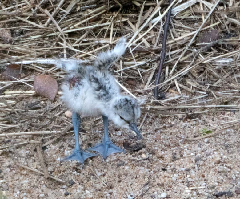 Frisches Säbelschnäbler-Küken am 9. Juni 2018 in der Außenvoliere am Vogelhaus im Grünen Zoo Wuppertal