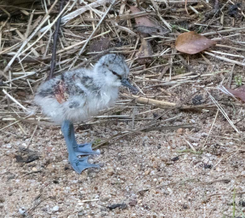 Frisches Säbelschnäbler-Küken am 9. Juni 2018 in der Außenvoliere am Vogelhaus im Wuppertaler Zoo