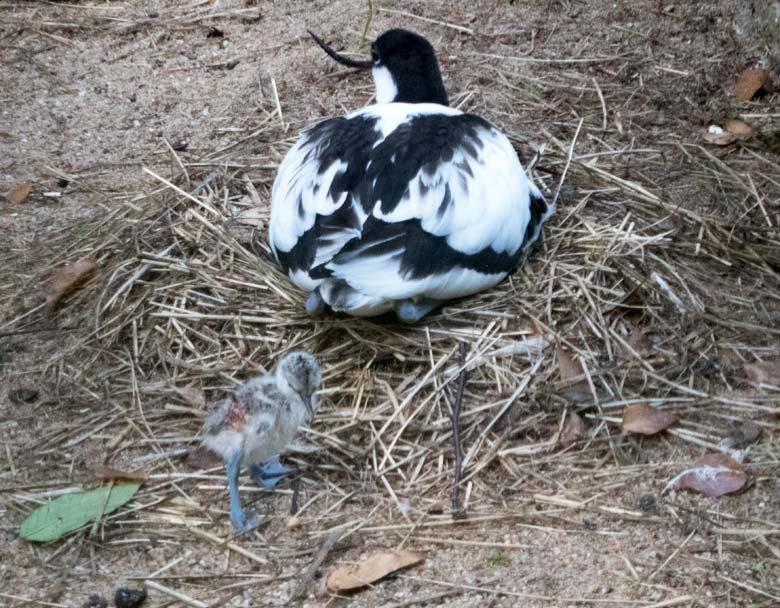 Säbelschnäbler mit frischem Küken am 9. Juni 2018 in der Außenvoliere am Vogelhaus im Zoologischen Garten Wuppertal