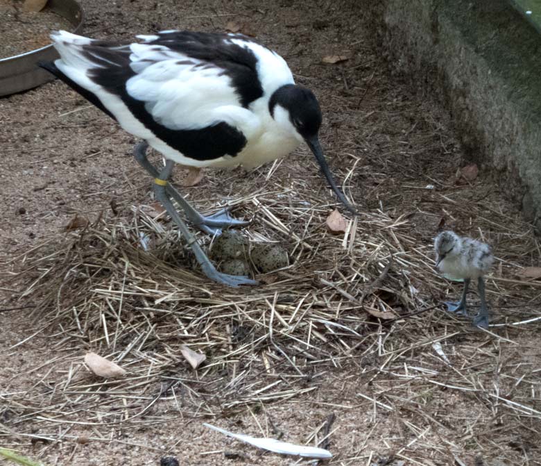 Säbelschnäbler mit frischem Küken am 9. Juni 2018 in der Außenvoliere am Vogelhaus im Grünen Zoo Wuppertal