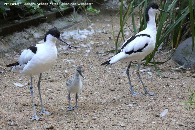 Säbelschnäbler mit Jungtier am 4. Juli 2018 in der Außenvoliere am Vogelhaus im Grünen Zoo Wuppertal (Pressefoto Barbara Scheer - Der Grüne Zoo Wuppertal)