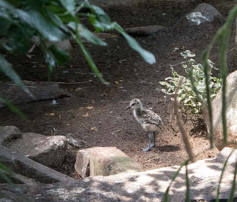 Säbelschnäbler-Küken am 3. Juni 2020 in einer Außenvoliere am Vogel-Haus im Grünen Zoo Wuppertal