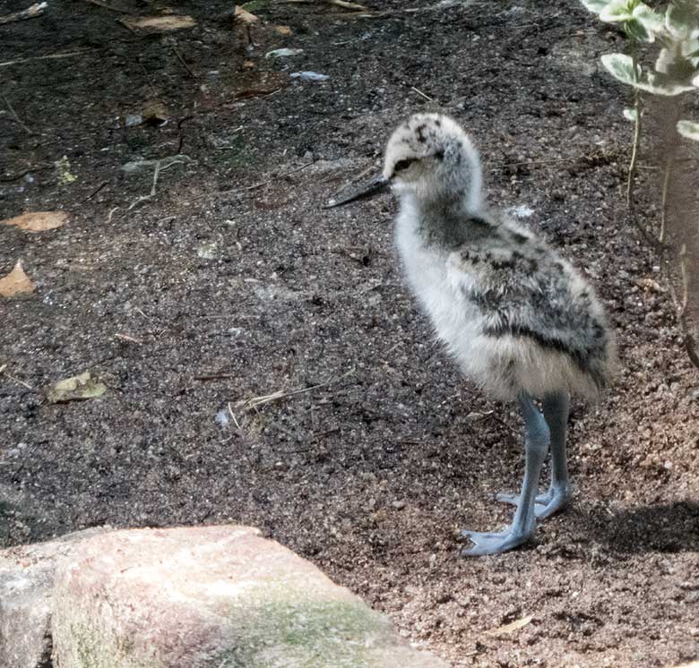 Säbelschnäbler-Küken am 3. Juni 2020 in einer Außenvoliere am Vogel-Haus im Wuppertaler Zoo