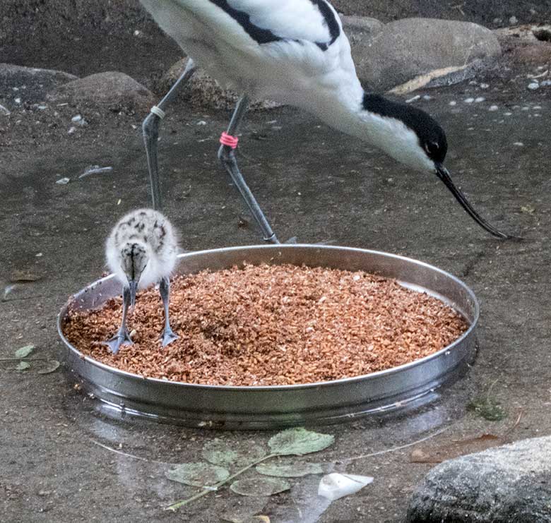 Säbelschnäbler-Küken auf der Futterschale am 3. Juni 2020 in einer Außenvoliere am Vogel-Haus im Zoo Wuppertal