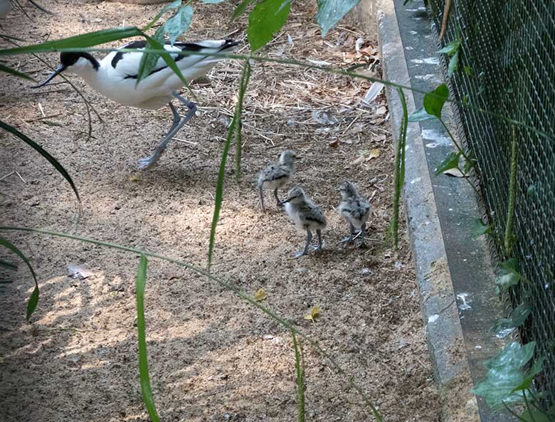 Säbelschnäbler und drei Säbelschnäbler-Küken am 3. Juni 2020 in einer Außenvoliere am Vogel-Haus im Zoologischen Garten Wuppertal