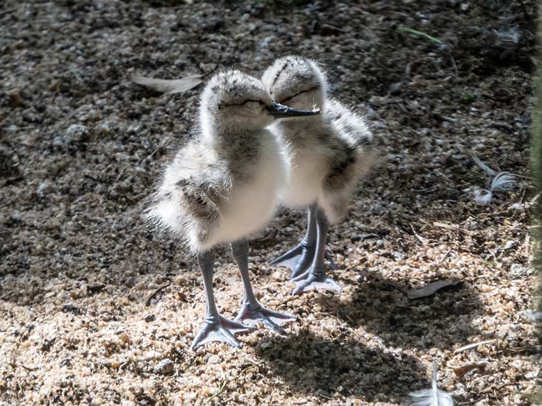 Zwei Säbelschnäbler-Küken aus der Dreier-Gruppe am 3. Juni 2020 in einer Außenvoliere am Vogel-Haus im Grünen Zoo Wuppertal