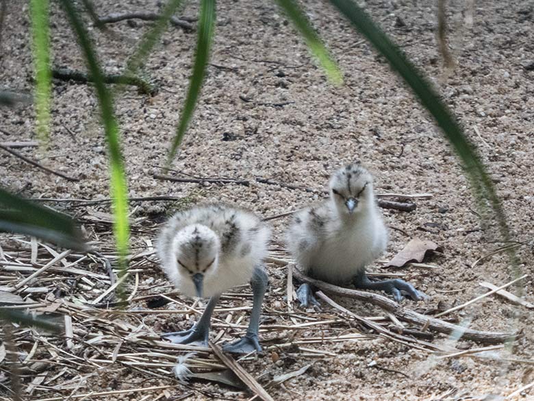 Säbelschnäbler-Küken am 12. Juni 2020 in einer Außenvoliere am Vogel-Haus im Zoo Wuppertal